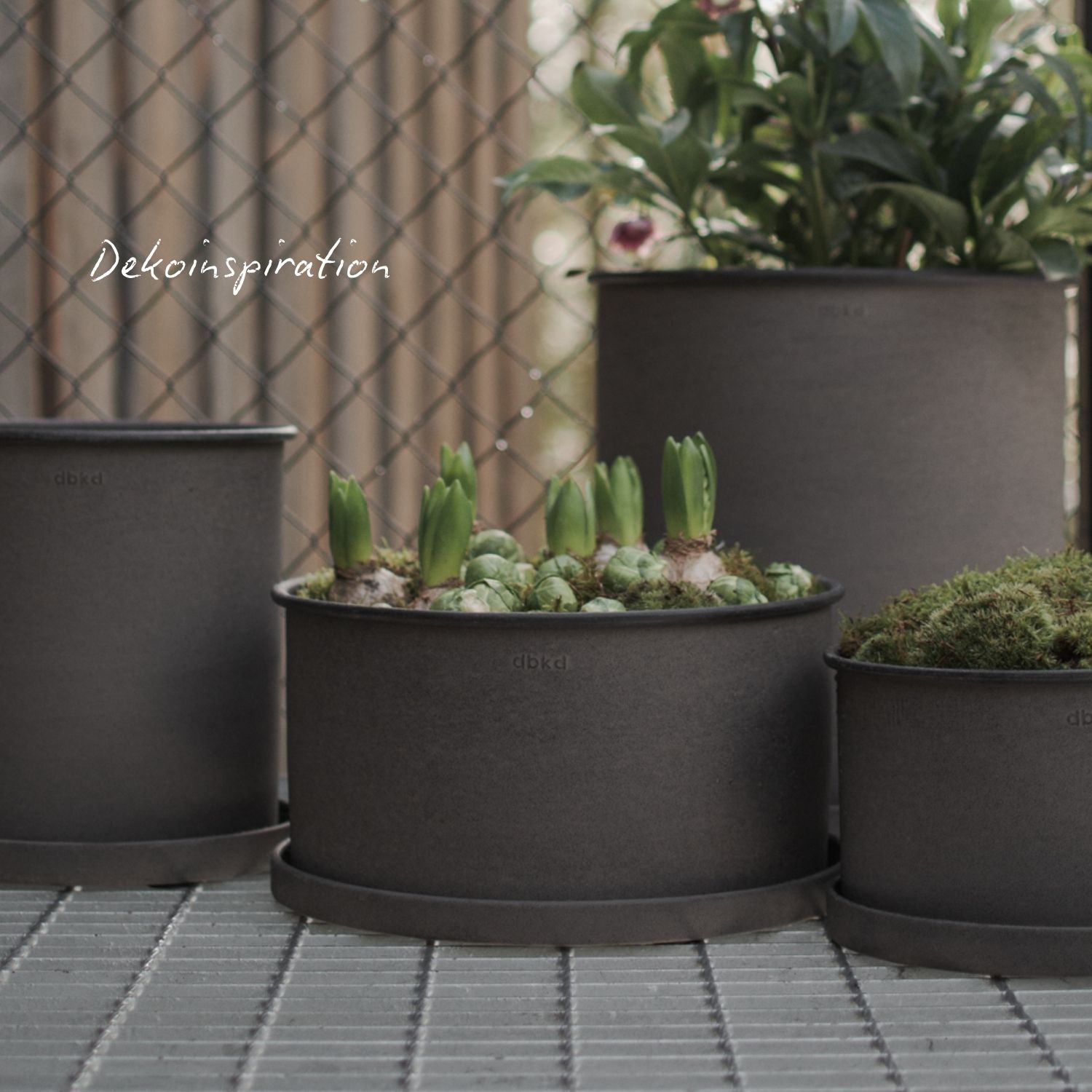 Plant Bowl klein - Braun