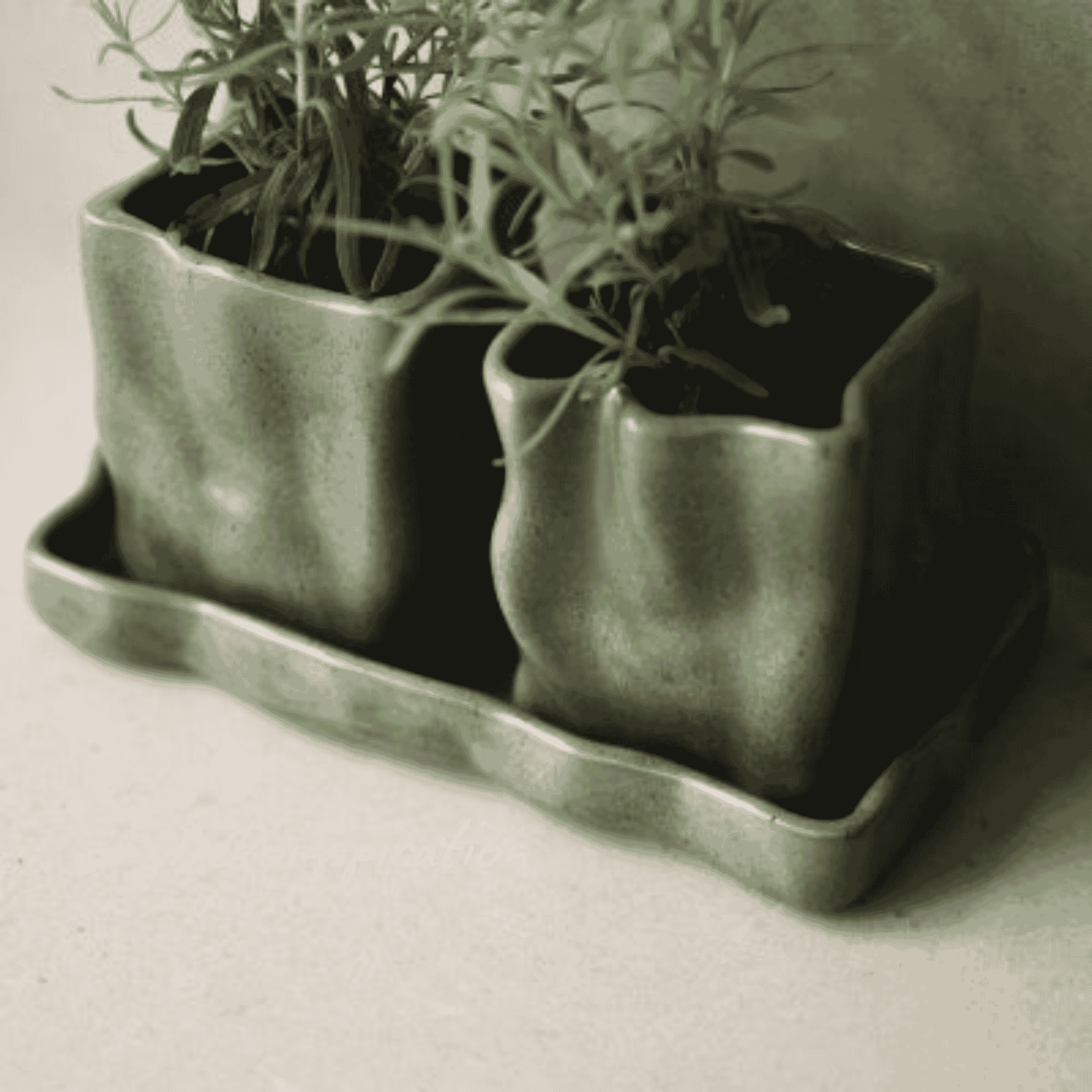 Topf Herb - Moss