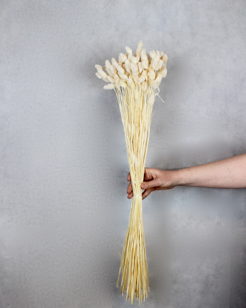 Phalaris Trockenblumen - gebleicht im Bund