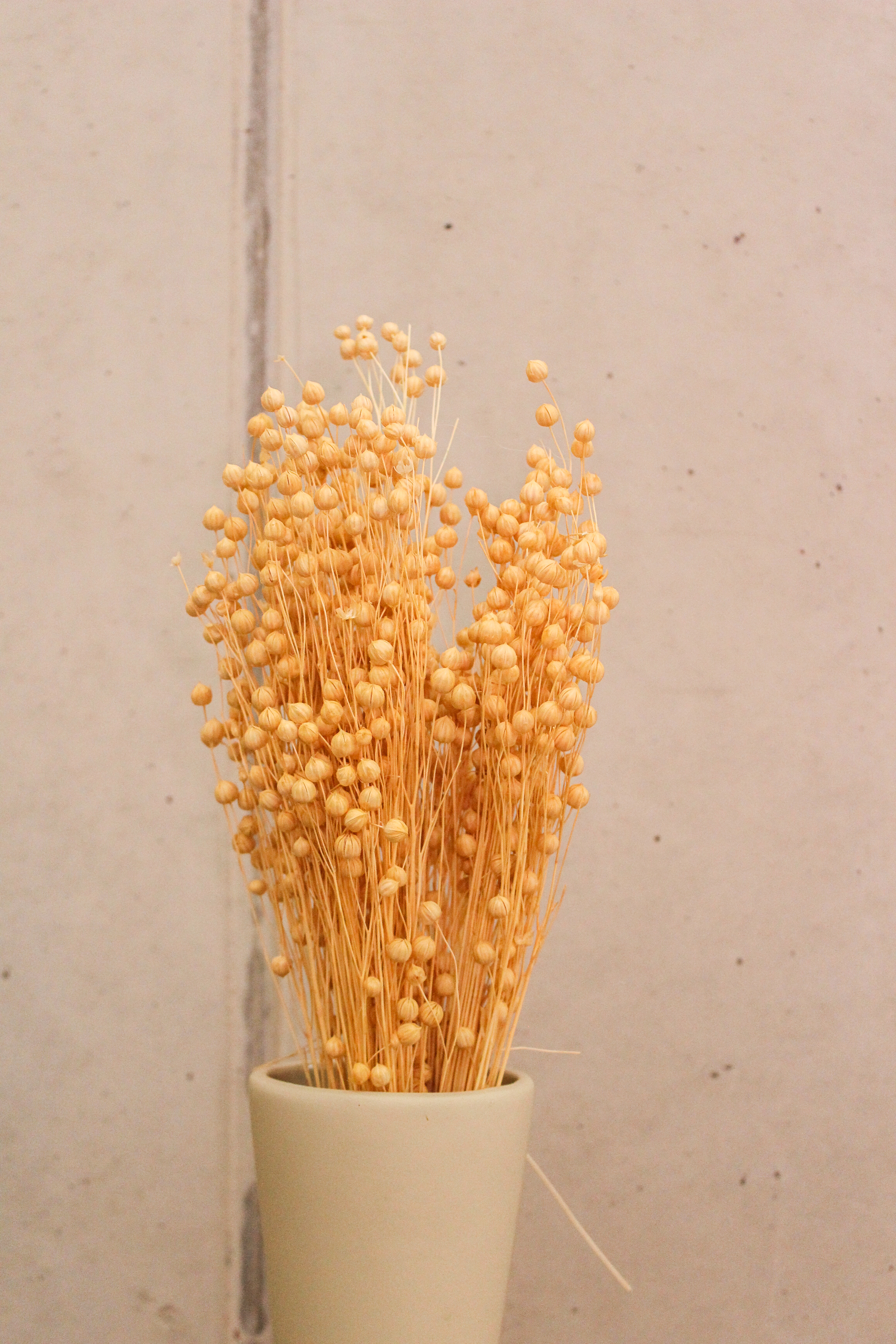 Flax Trockenblume im Bund