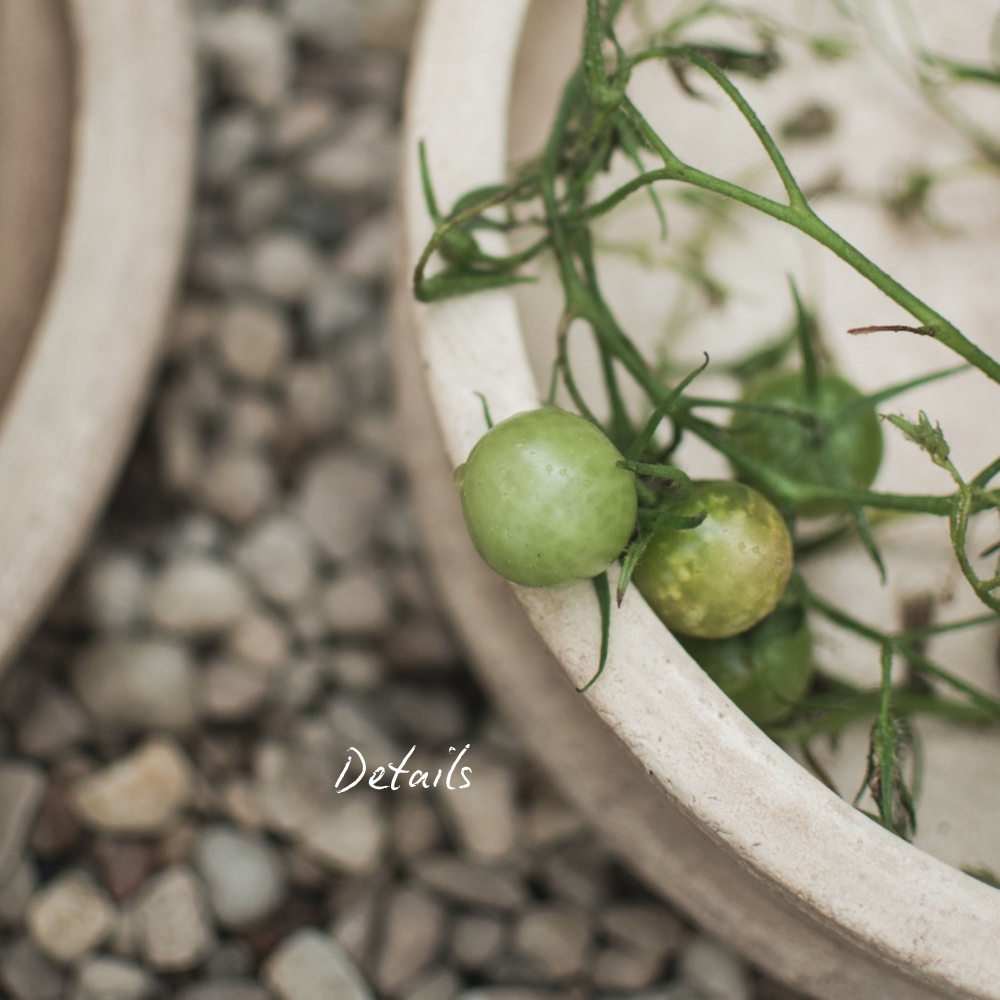 Terra Bowl - Sand