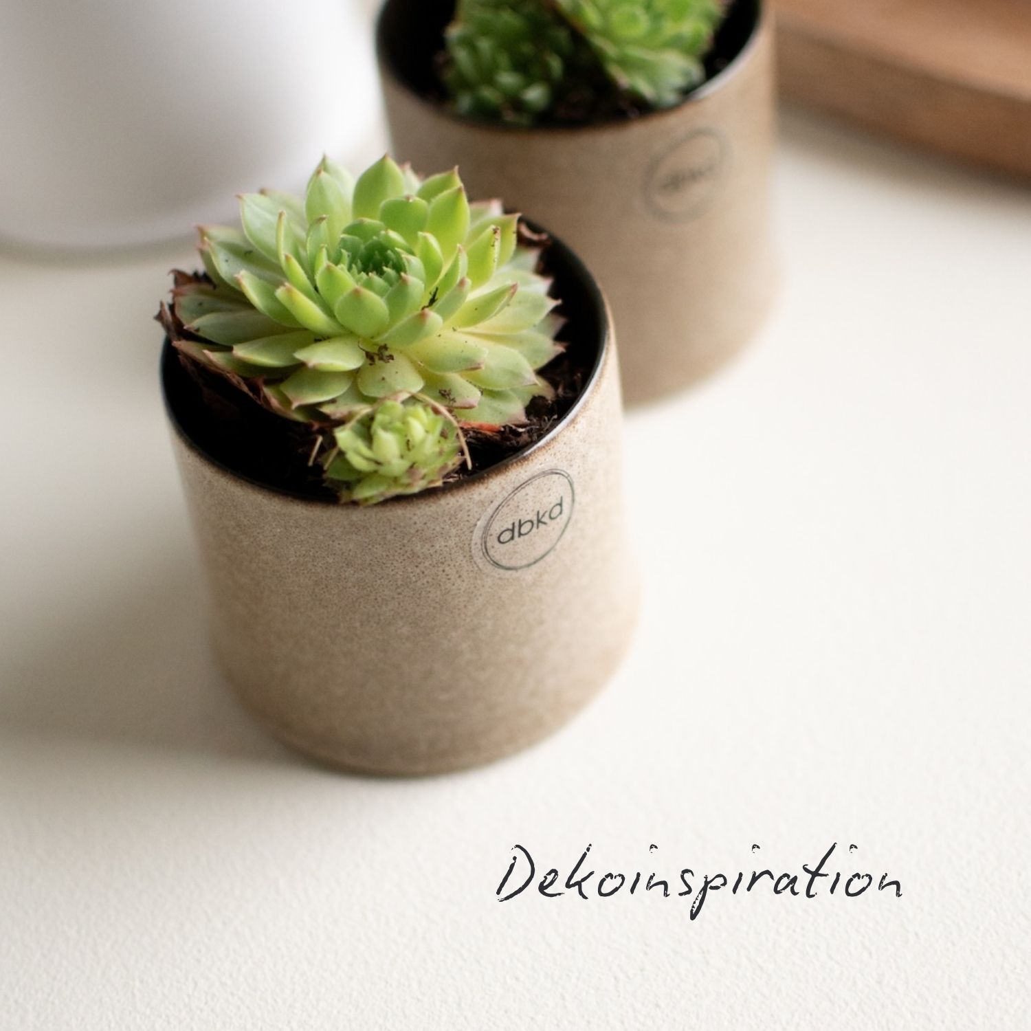 Topf Astillbe Mini - Beige
